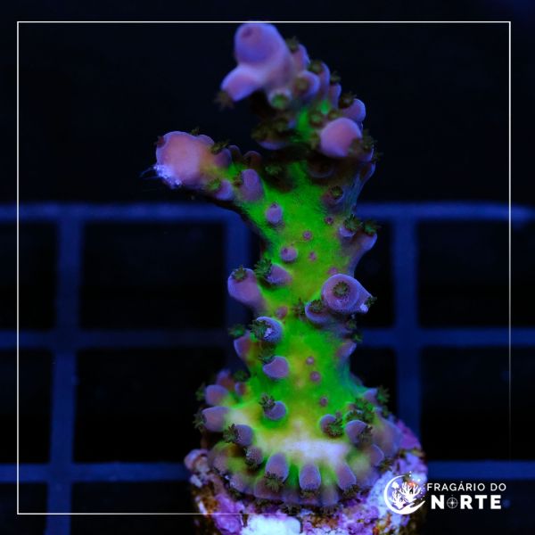Acropora Blue Tortuosa 2