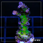 Acropora Blue Tortuosa 2