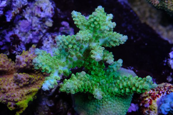 Acropora Lime Tips 1