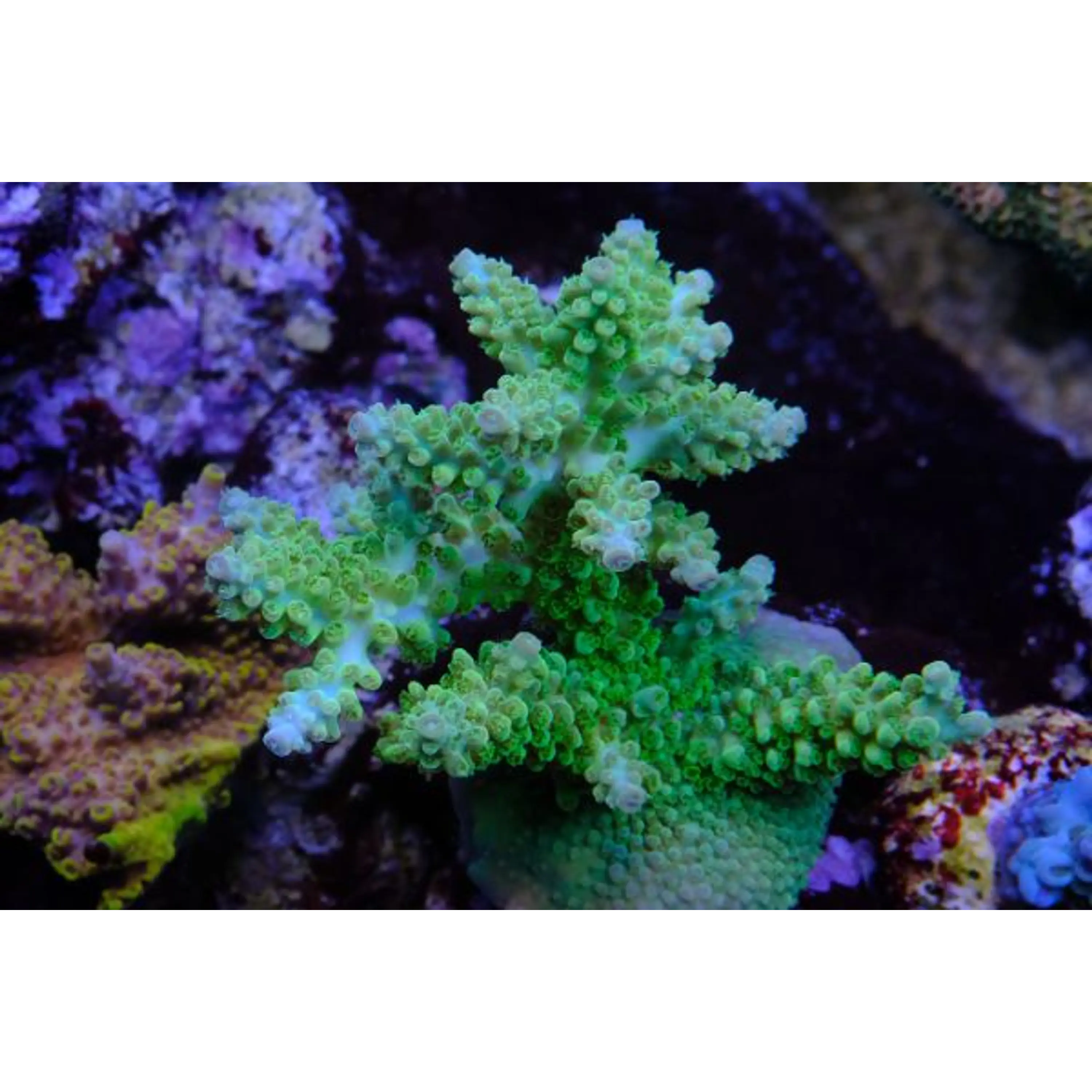 Acropora Lime Tips