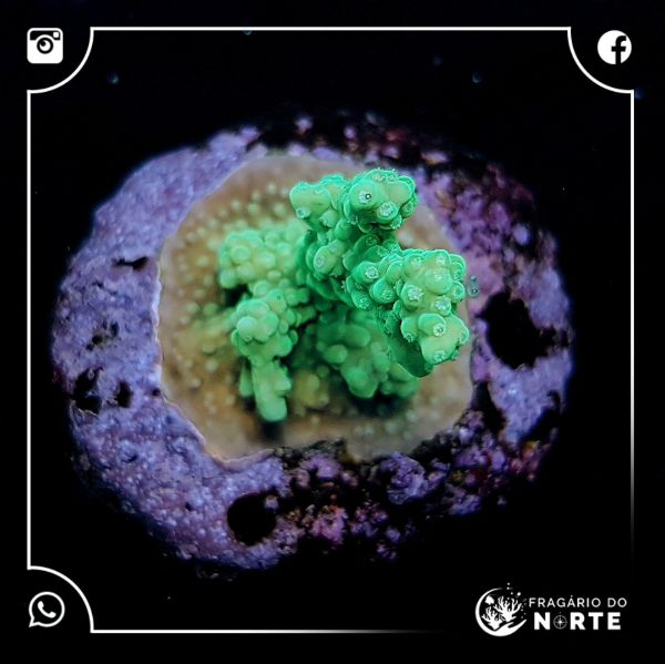 Acropora Lime Tips 2