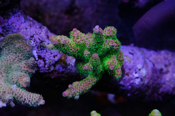 Millepora Rainbow 1