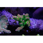Millepora Rainbow 1