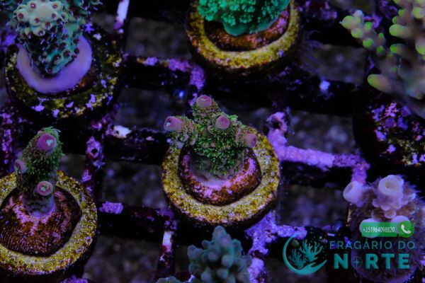 Millepora Rainbow 2
