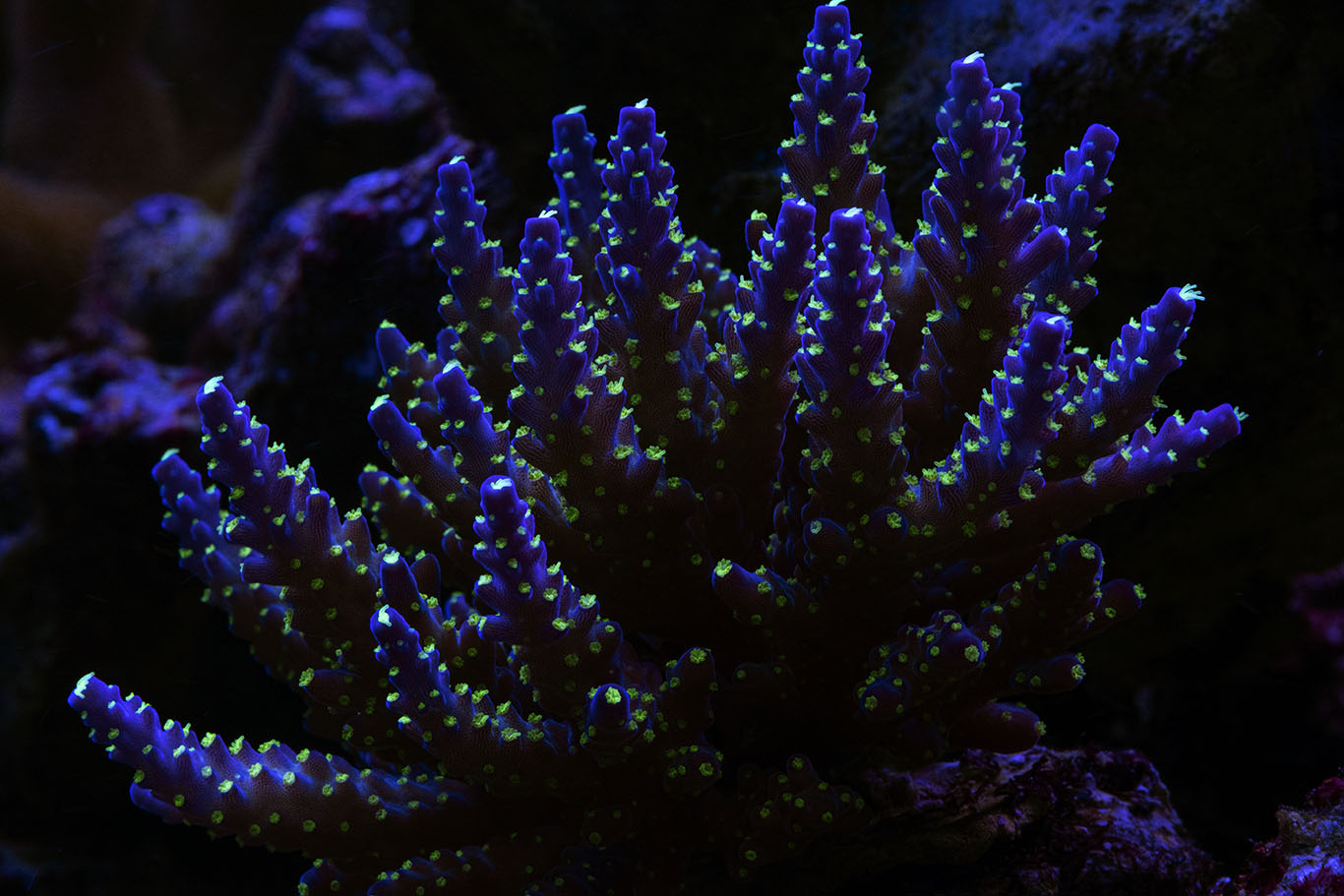 Acropora Garf Bonsai 1