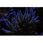 Acropora Garf Bonsai 1