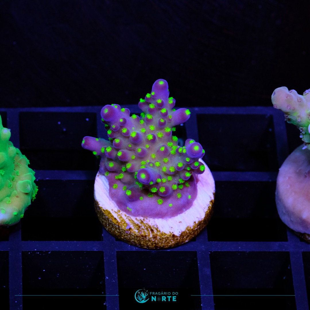 Acropora Garf Bonsai 2