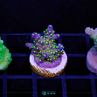 Acropora Garf Bonsai 2