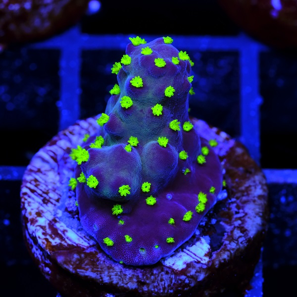 Acropora Garf Bonsai 3