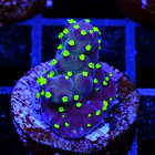Acropora Garf Bonsai 3