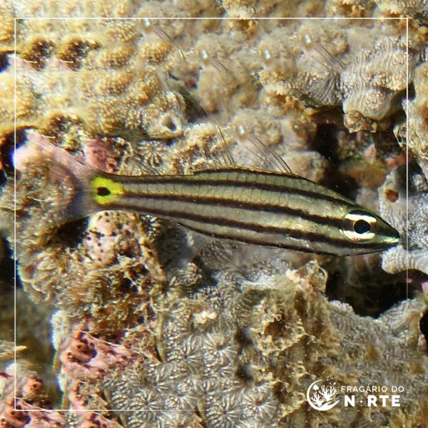 Cheilodipterus quinquelineatus