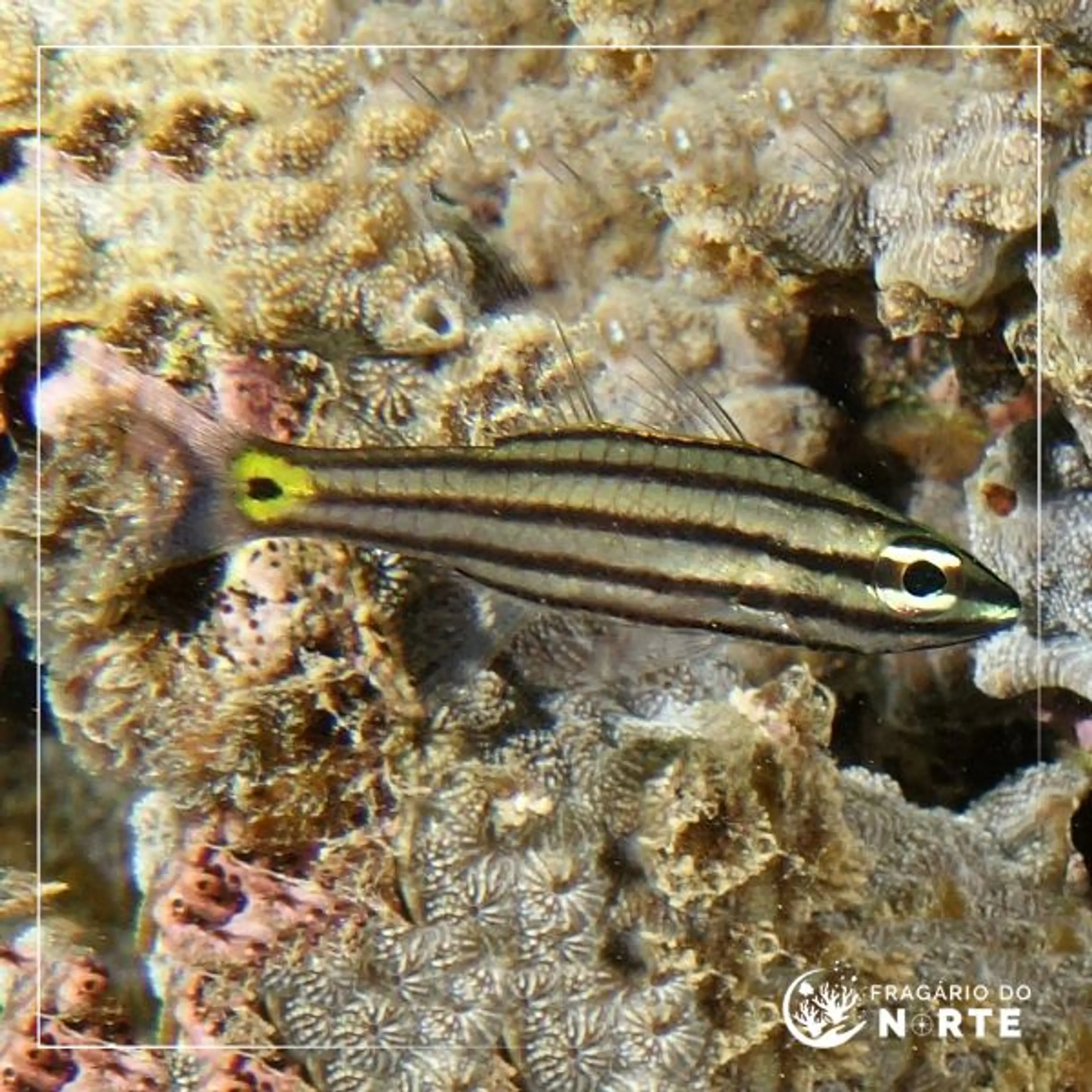 Cheilodipterus quinquelineatus