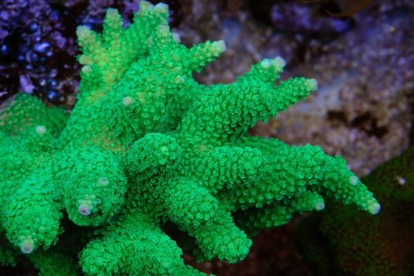 Acropora Bubble Gum 1