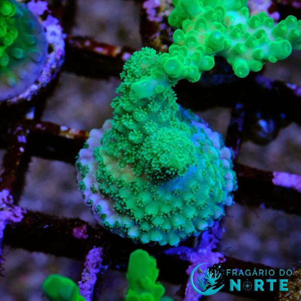 Acropora Bubble Gum 2