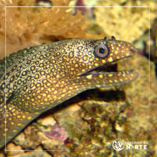 Muraena lentiginosa