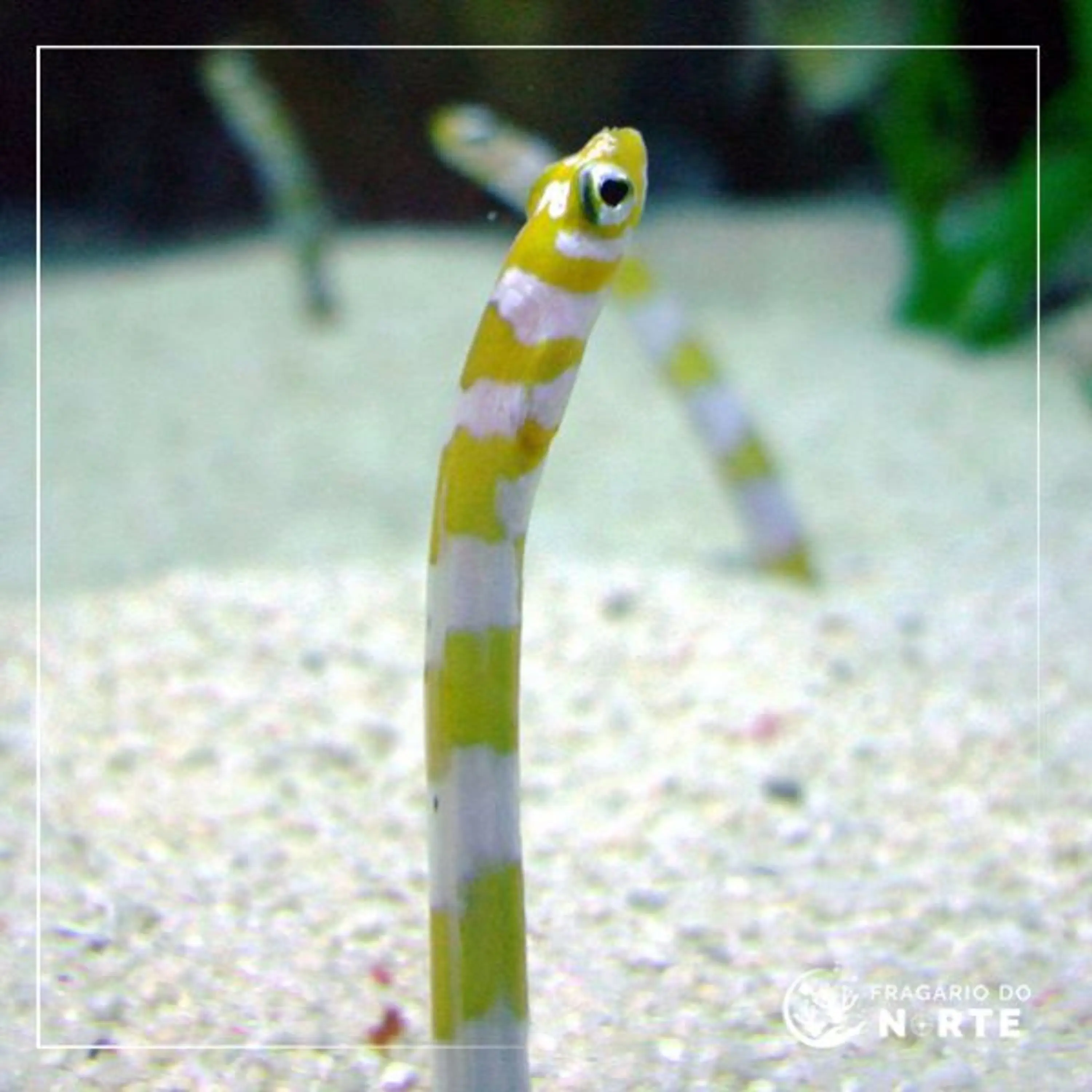 Gorgasia preclara