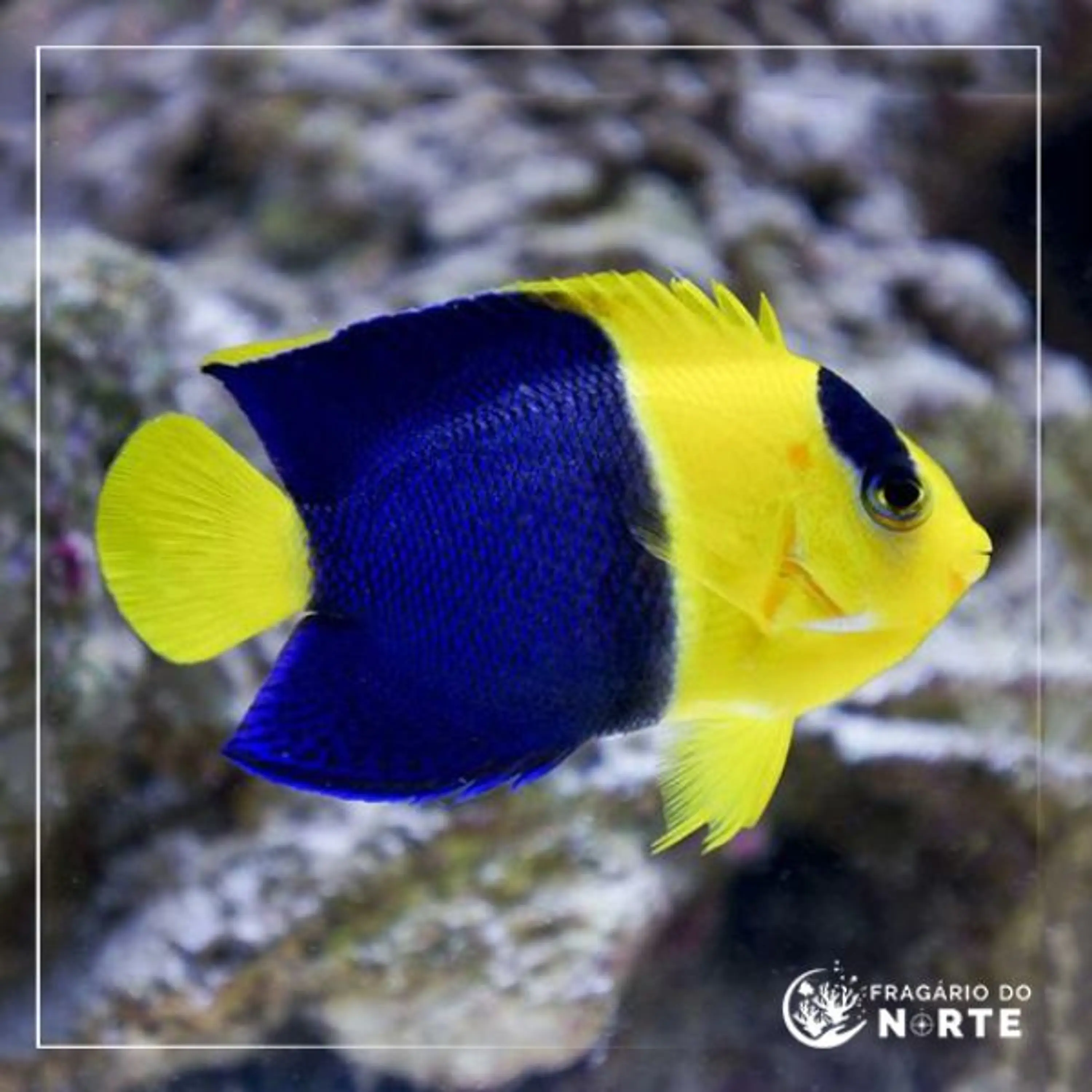 Centropyge bicolor