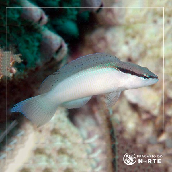 Pseudochromis perspicillatus