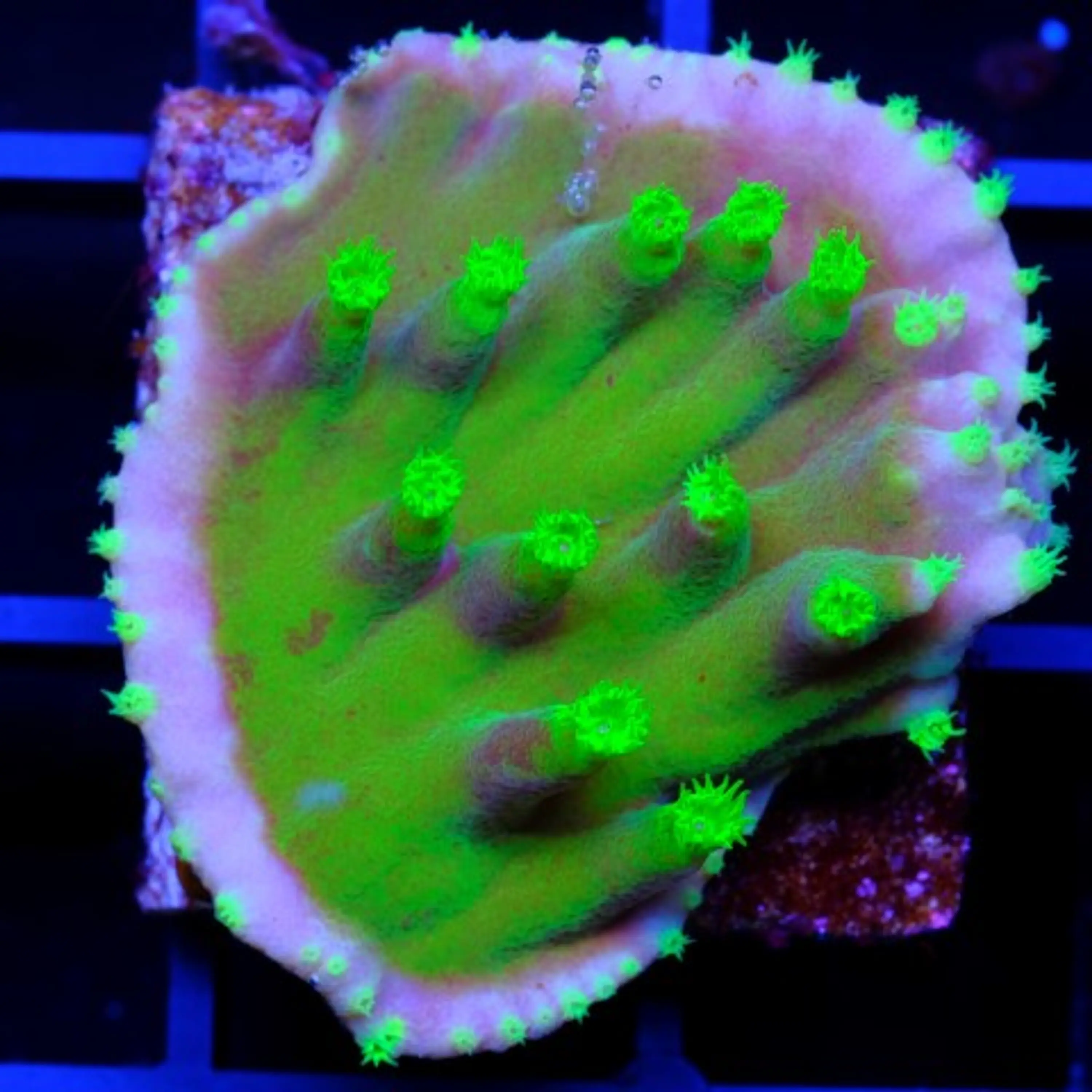 Turbinaria