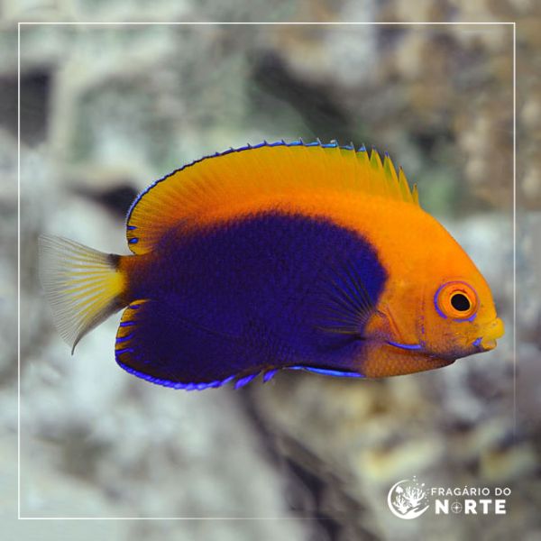 Centropyge acanthops