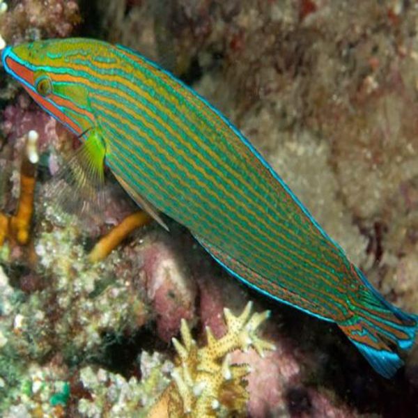Halichoeres richmondi 1