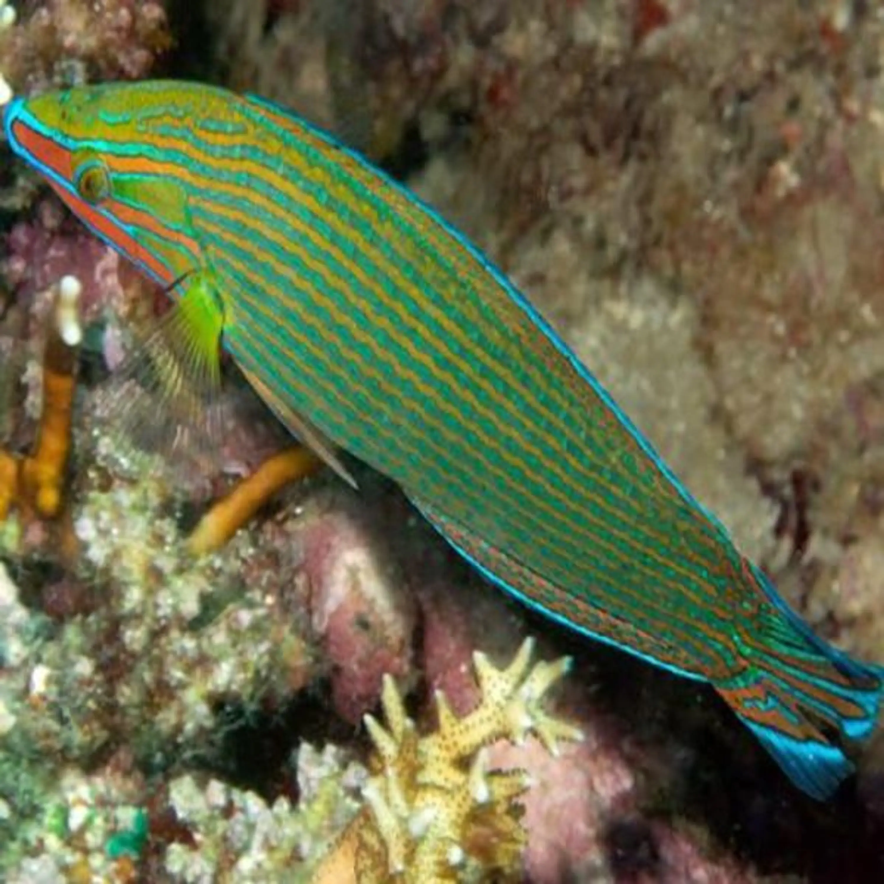 Halichoeres richmondi