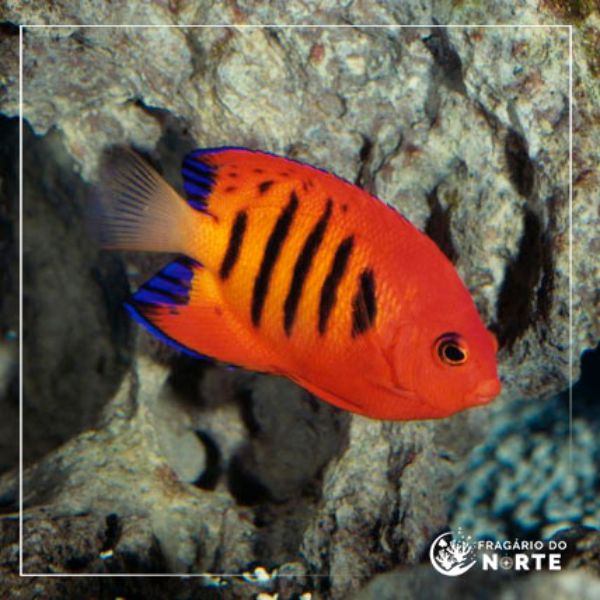 Centropyge Loriculus