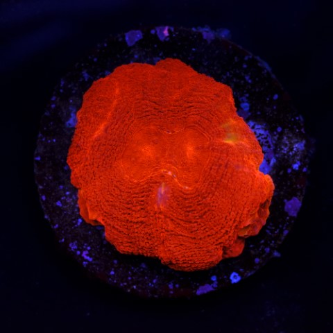 Homophyllia Ultra Red