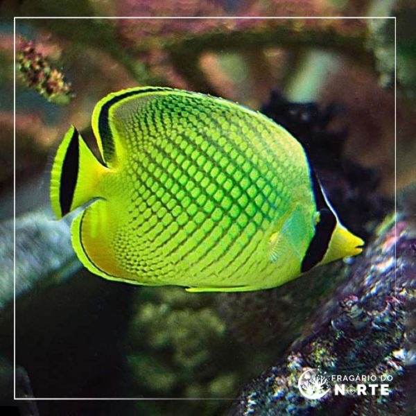 Chaetodon rafflesii