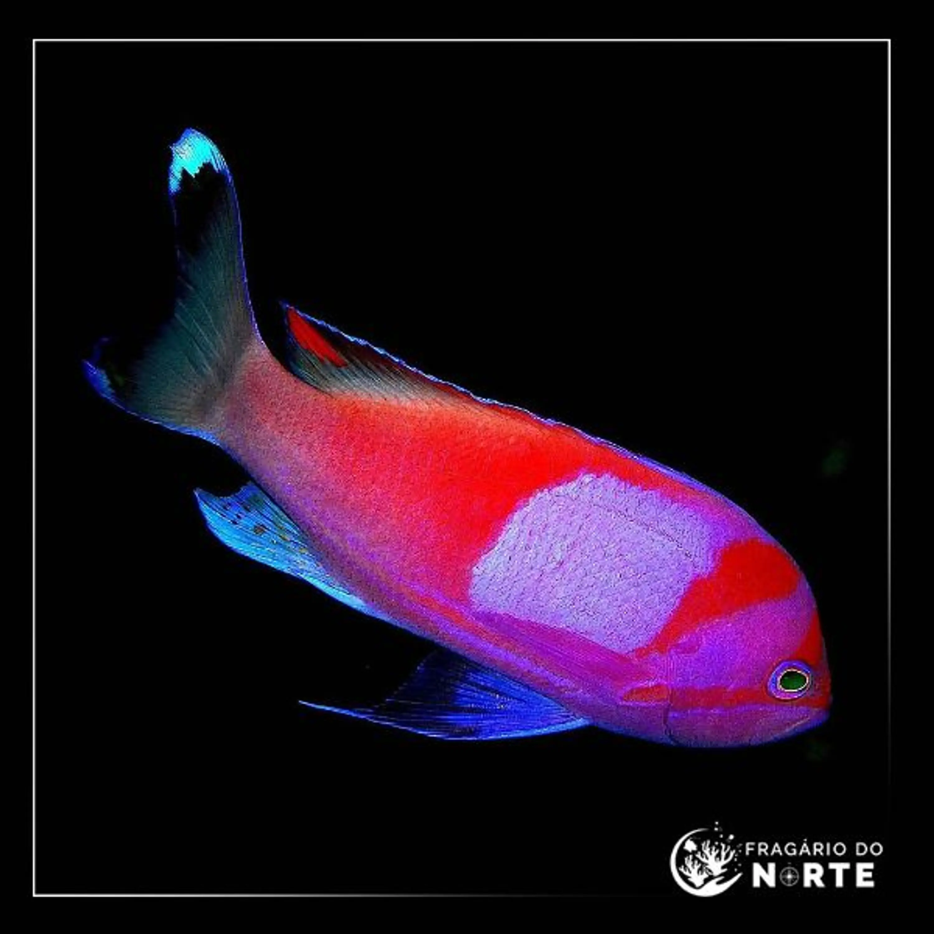 Pseudanthias pleurotaenia