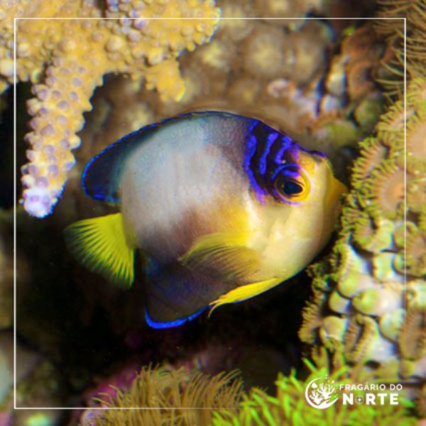 Centropyge multicolor
