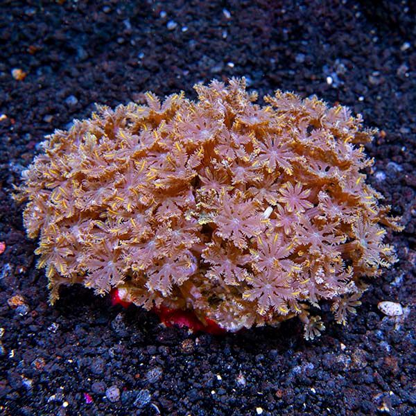 Clavularia