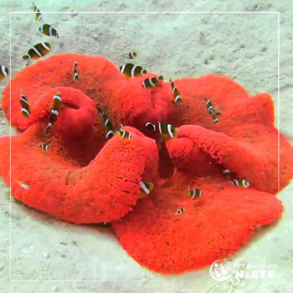 Stichodactyla Haddoni Hard Red