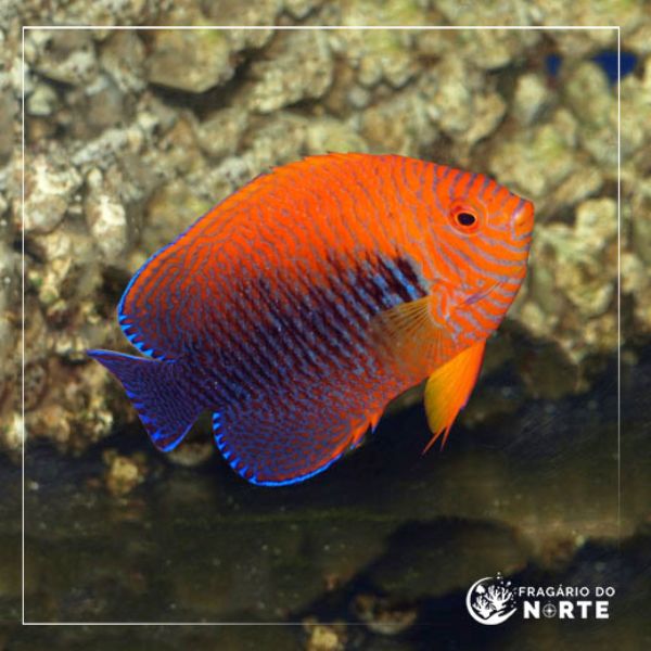 Centropyge potteri