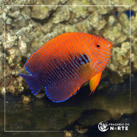 Centropyge potteri