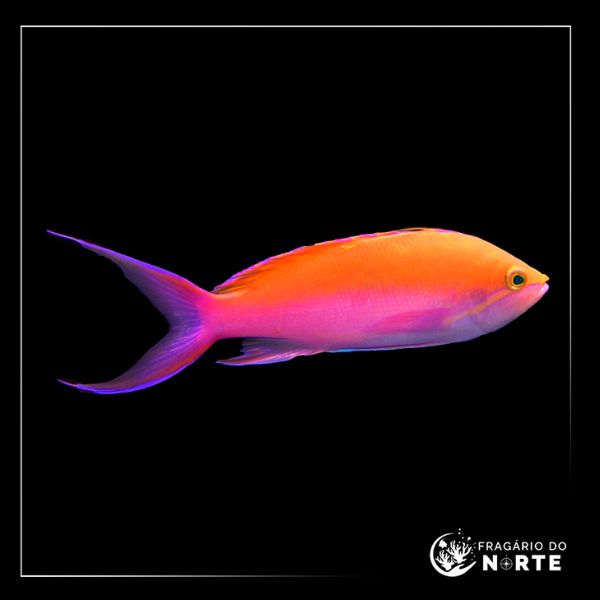 Pseudanthias bicolor