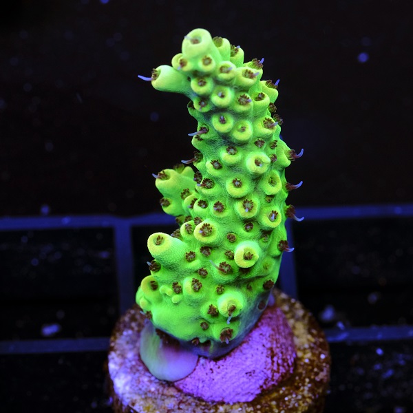 Acropora Microclados Gold Rings