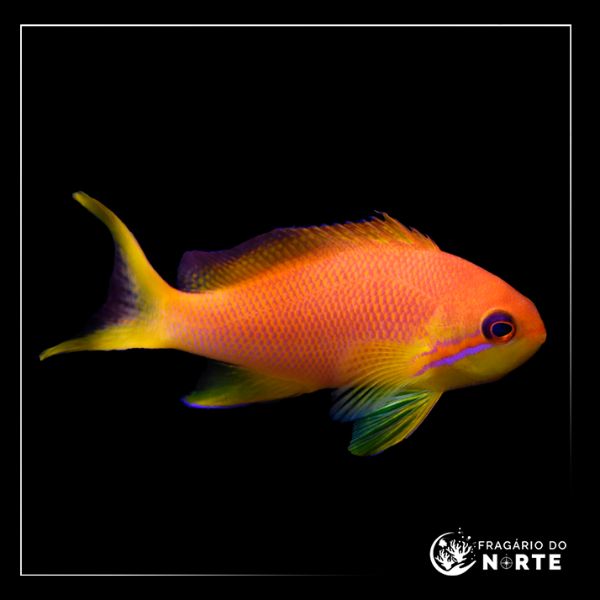 Pseudanthias squamipinnis