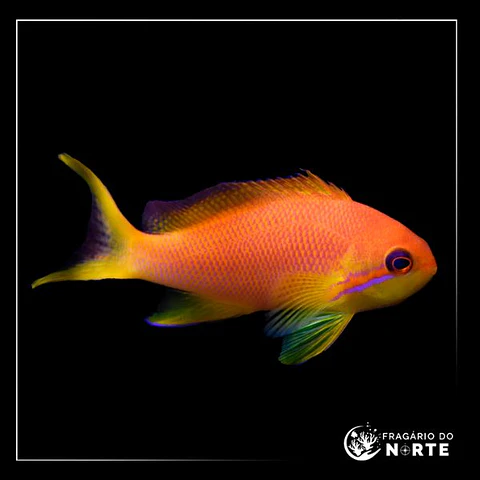 Pseudanthias squamipinnis