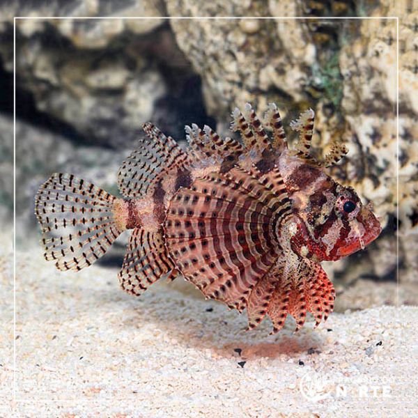 Dendrochirus brachypterus