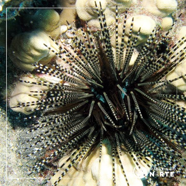 Echinothrix calamaris