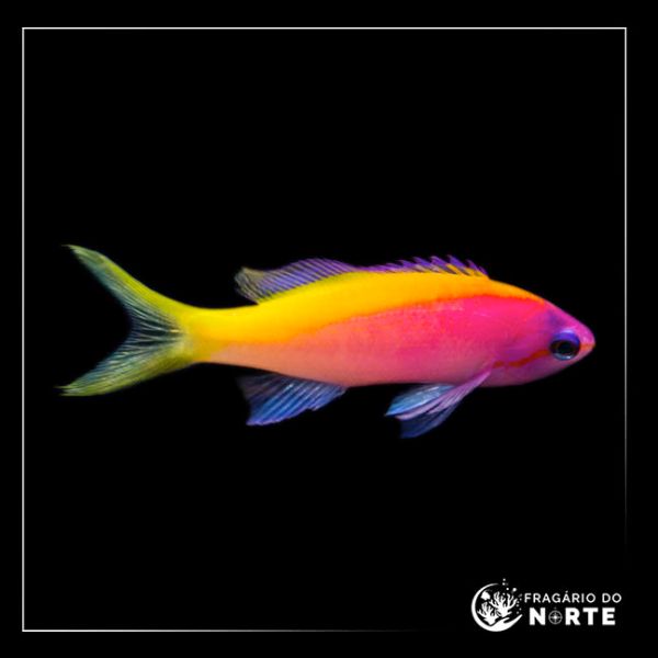 Pseudanthias evansi
