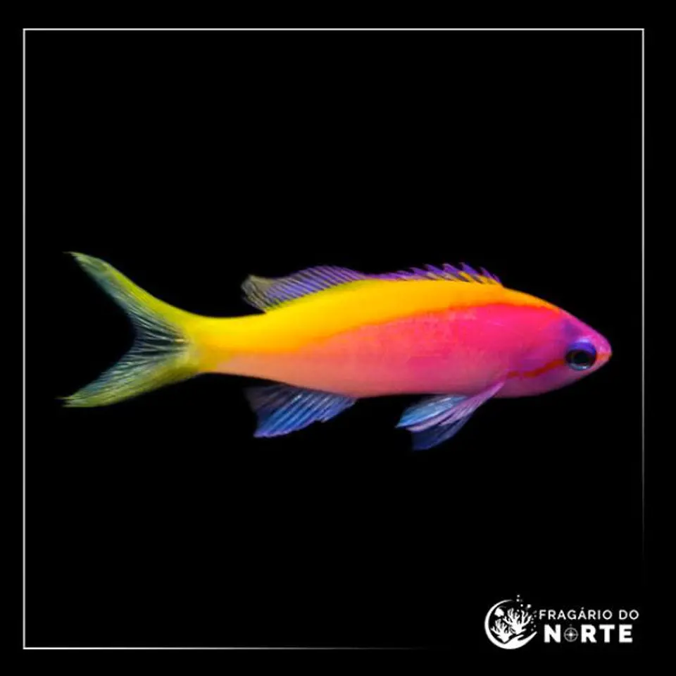 Pseudanthias evansi 1