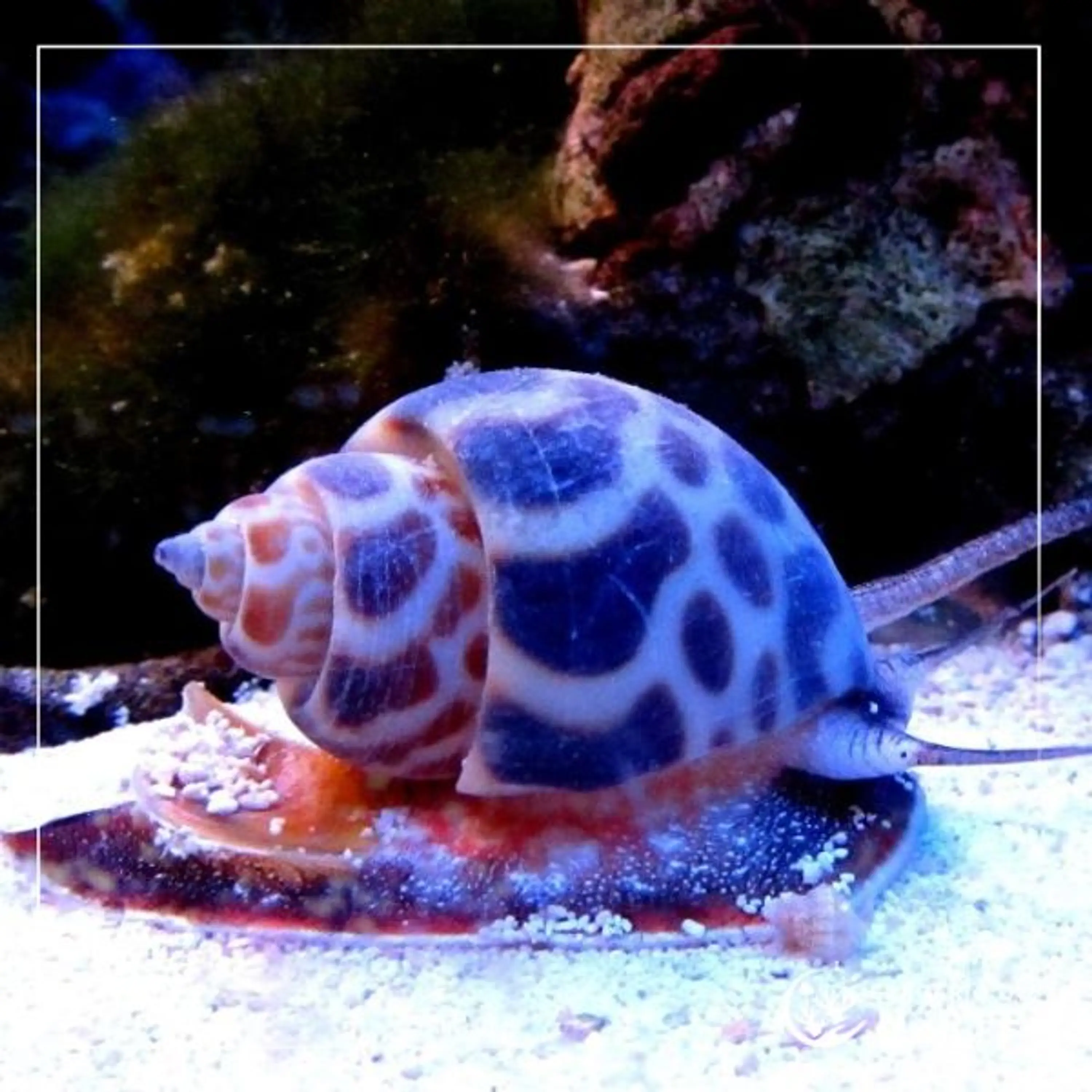 Babylonia formosae