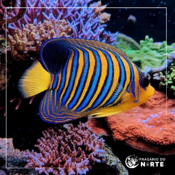 Pygoplites diacanthus