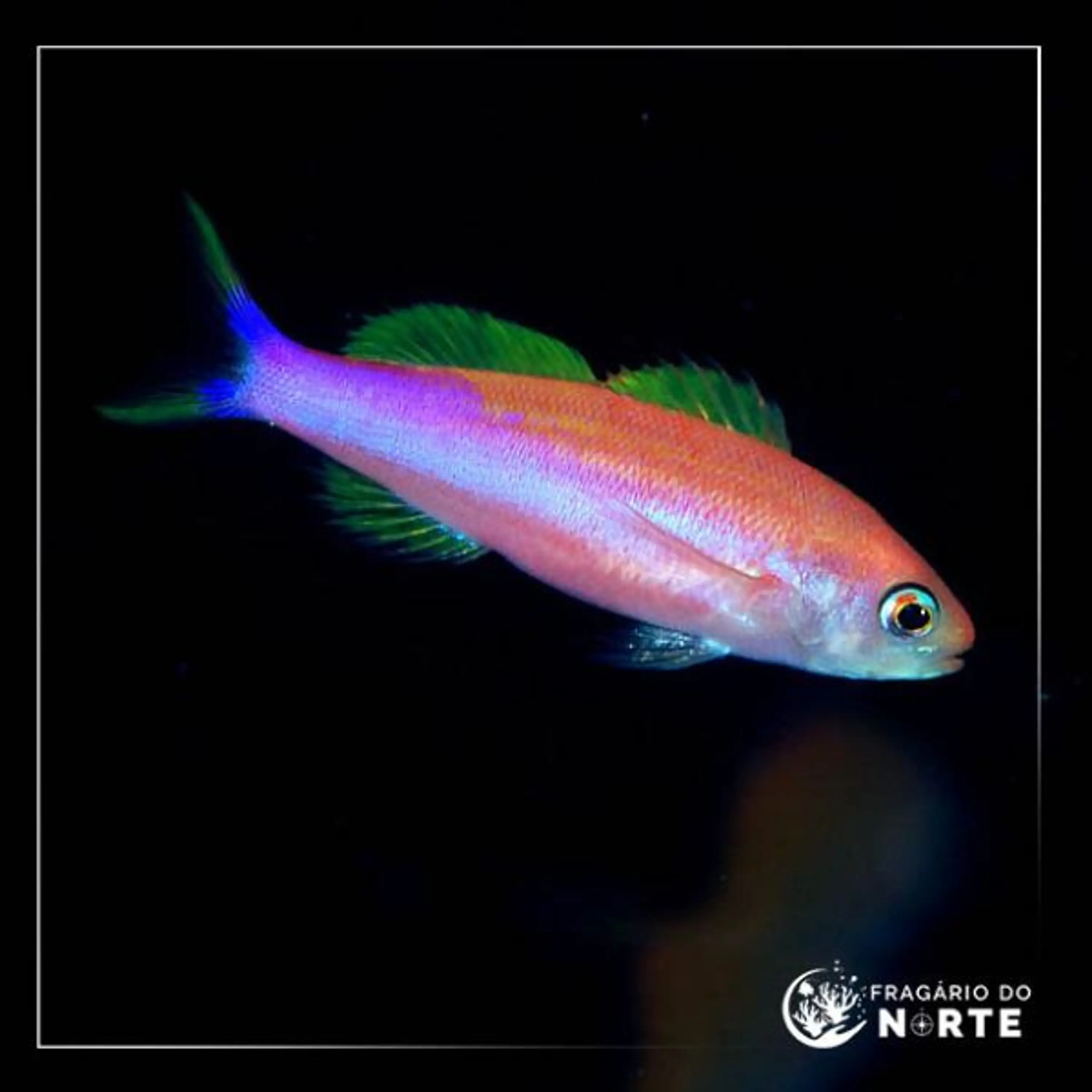 Luzonichthys whitleyi