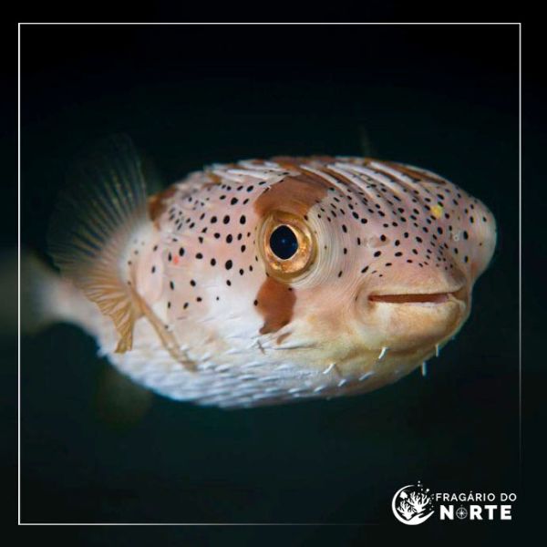 Diodon holocanthus