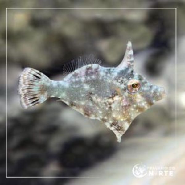 Acreicthys tomentosus