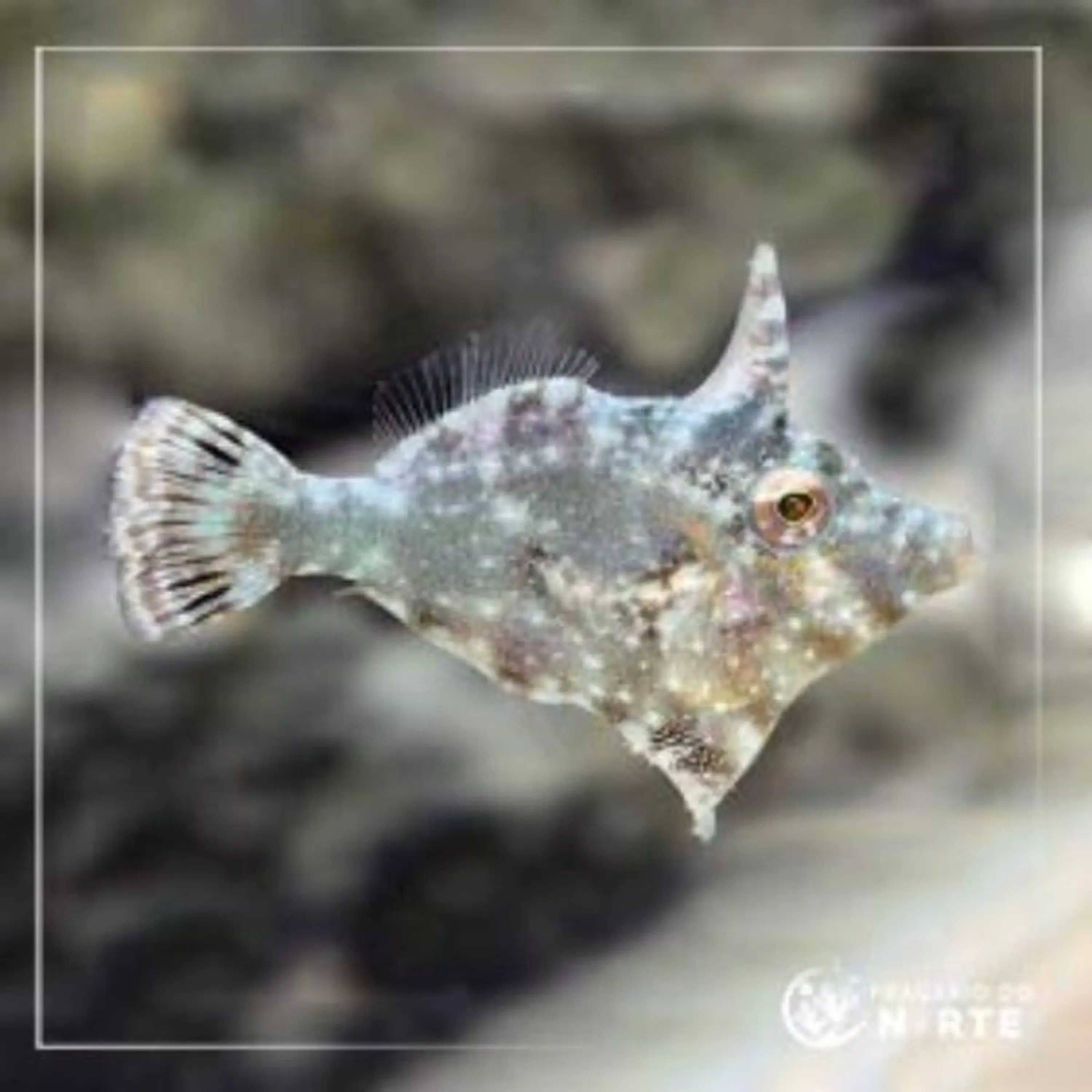 Acreicthys tomentosus