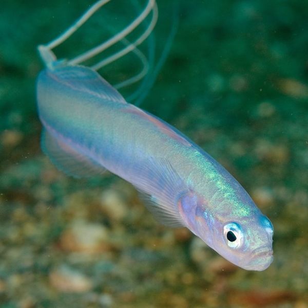 Ptereleotris hanae